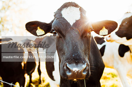 Domestic cow looking at camera