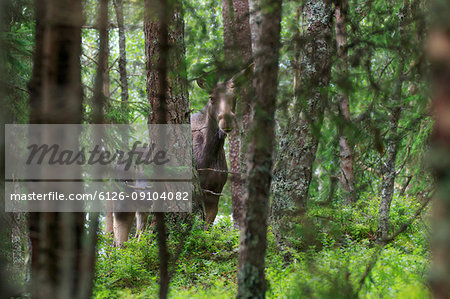 Moose in a forest in Narke, Sweden