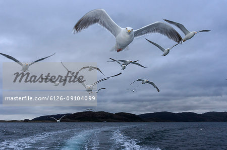 Seagulls flying over the sea in Norway
