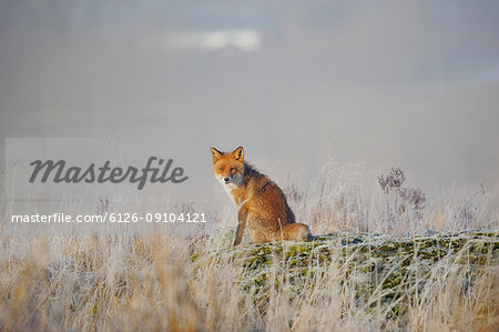 Red Fox sitting in meadow