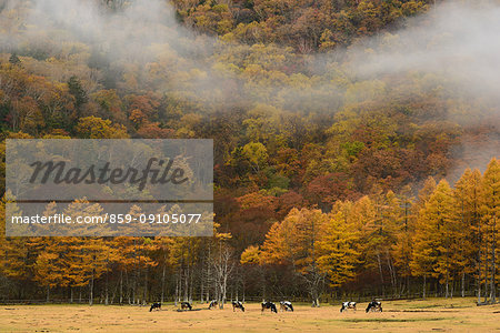 Tochigi Prefecture, Japan Tochigi Prefecture, Japan
