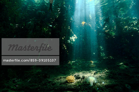 Underwater life Underwater life