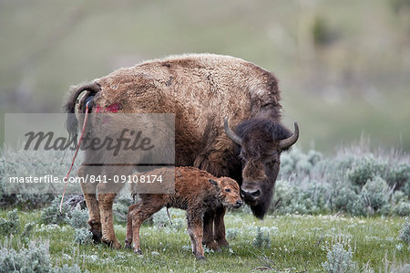 Bison (Bison bison) cow and newborn calf, Yellowstone National Park, Wyoming, United States of America, North America