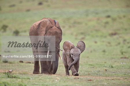 African Elephant (Loxodonta africana) mother and young, Addo Elephant National Park, South Africa, Africa