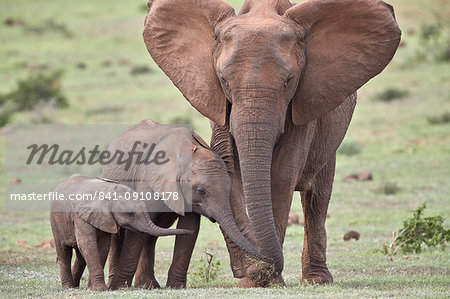 African Elephant (Loxodonta africana) mother and two young, Addo Elephant National Park, South Africa, Africa African Elephant (Loxodonta africana) mother and two young, Addo Elephant National Park, South Africa, Africa