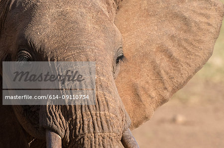 Portrait of an African elephant (Loxodonta africana), Tsavo, Kenya, Africa