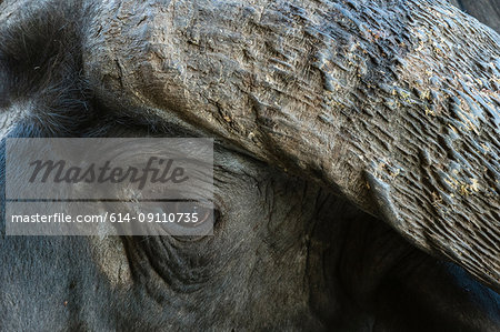 African buffalo (Syncerus caffer), close-up, Tsavo, Kenya, Africa