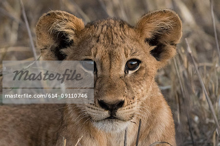 Lion cub (Panthera leo), Tsavo, Kenya, Africa