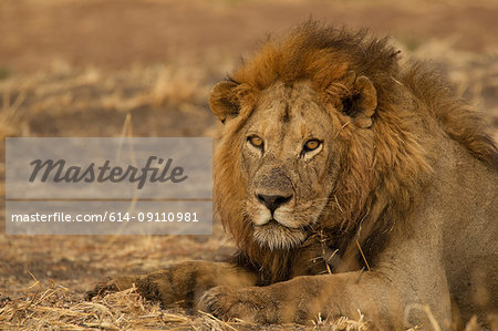Portrait of lion (Panthera leo), close-up, Tarangire National Park, Tanzania, Africa