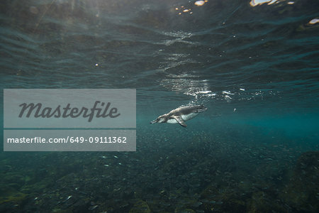 Galapagos Penguins hunting sardines, Seymour, Galapagos, Ecuador