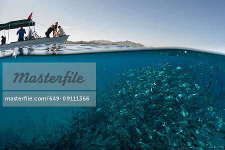 School of jack fish swimming near boat on water surface, Cabo San Lucas, Baja California Sur, Mexico, North America School of jack fish swimming near boat on water surface, Cabo San Lucas, Baja California Sur, Mexico, North America