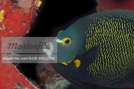 Close-up of French Angelfish , Pomacanthus paru. Close-up of French Angelfish , Pomacanthus paru.