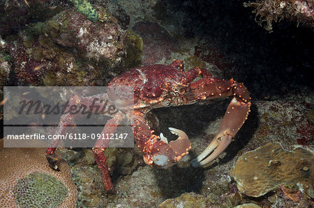 Channel-clinging crab foraging for food in a marine reserve. Channel-clinging crab foraging for food in a marine reserve.