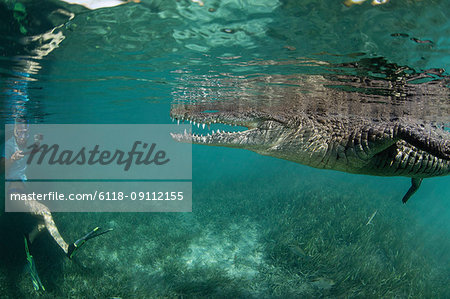 A snorkeler, diver in the water with a socially interactive crocodile at the Garden of the Queens, Cuba.