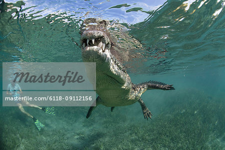 A snorkeler, diver in the water with a socially interactive crocodile at the Garden of the Queens, Cuba.