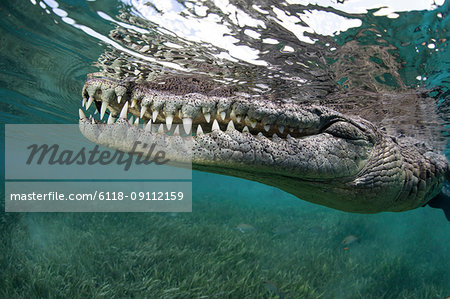 Nino, a socially interactive crocodile at the Garden of the Queens, Cuba. Underwater shot, close up of the animal snout.