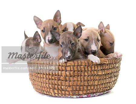 group of miniature bull terrier in front of white background