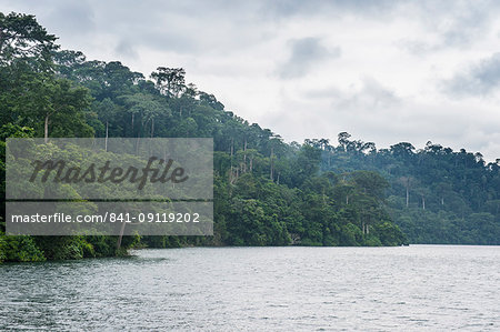 River and dense forest, Cameroon, Africa
