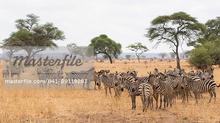 Burchells zebras (Equus burchelli) in Tarangire National Park, Manyara Region, Tanzania, East Africa, Africa