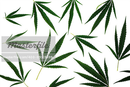 Leaves of cannabis plant isolated on white background