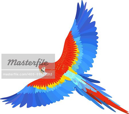 Ara macaw parrot spread wings vector on white background