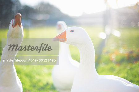 Geese in sunlight, Wiltshire, United Kingdom, Europe