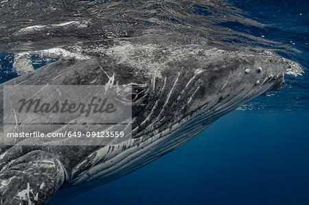 Humpback whale (Megaptera novaeangliae) in the waters of Tonga