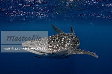 Whale shark in the waters of Tonga