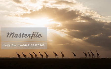 Giraffes at sunset in Amboseli National Park, Amboseli, Rift Valley, Kenya