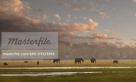 Herd of elephants in Amboseli National Park, Amboseli, Rift Valley, Kenya