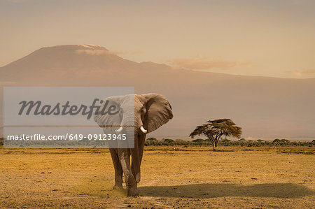 Portrait of elephant, Amboseli National Park, Amboseli, Rift Valley, Kenya