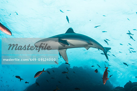 Sharks swimming in sea, Socorro, Baja California