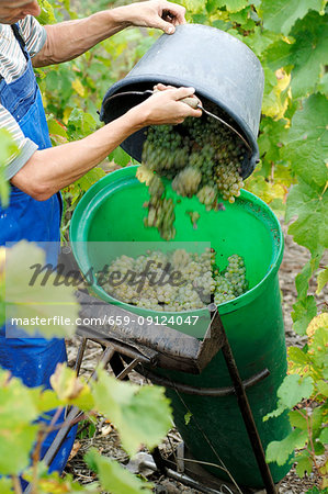 Grape picker at work