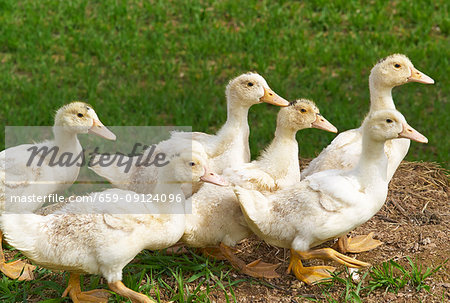 Ducklings in a field