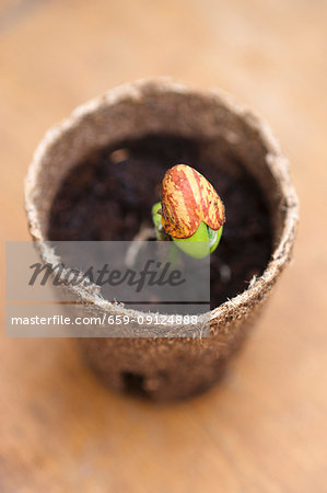A seedling in a pot