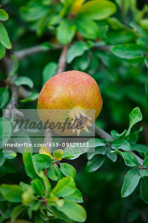 Pomegranate on the tree