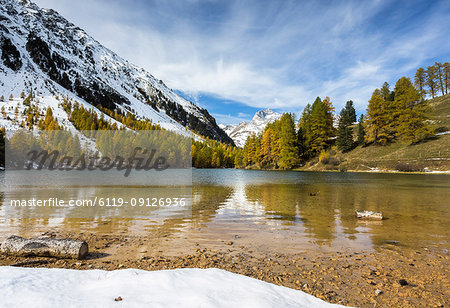 Larch trees reflected in Lai da Palpuogna (Palpuognasee), Bergun, Albula Pass, Canton of Graubunden (Grisons), Switzerland, Europe