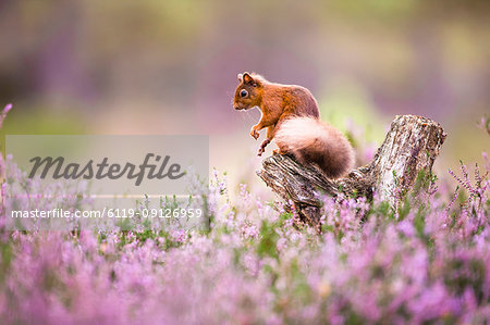 Red squirrel (Sciurus vulgaris) in blooming heather, Cairngorms National Park, Scotland, United Kingdom, Europe