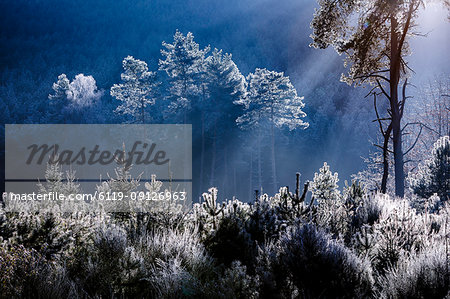 Frost covered trees in the forest in the commune of Baerenthal, in the Moselle region, France, Europe