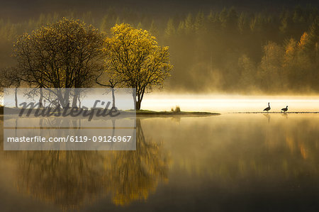 Autumn at Loch Ard, Trossachs National Park, Stirling Region, Scotland, United Kingdom, Europe