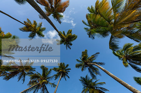 Looking up at tall palms on the small beach at Marigot Bay, St. Lucia, Windward Islands, West Indies Caribbean, Central America