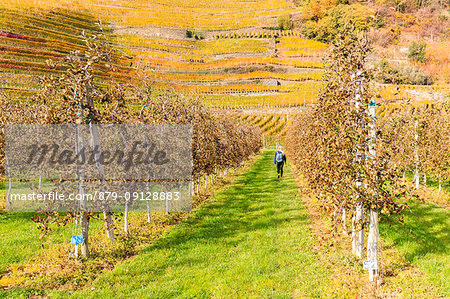 A girl walk in a cultavation of apples, with view on yellow vineyards. Bianzone, Valtellina, Lombardy, Italy.