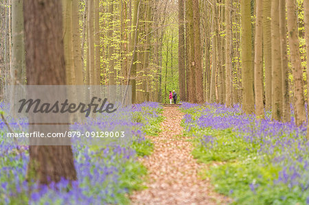 Touristic pathway into the Halle Forest, Halle, Bruxelles, Flemish Brabant, Flanders, Belgium