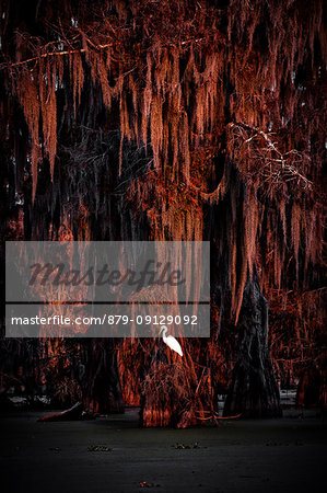 Egret on Taxodium distichum (Bald Cypress), Lake Martin, Atchafalaya Basin, Breaux Bridge, Louisiana, United States Egret on Taxodium distichum (Bald Cypress), Lake Martin, Atchafalaya Basin, Breaux Bridge, Louisiana, United States