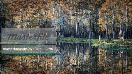 Bayou in Atchafalaya river, Plaquemine,Atchafalaya Basin, Louisiana, Southern United States, USA, North America Bayou in Atchafalaya river, Plaquemine,Atchafalaya Basin, Louisiana, Southern United States, USA, North America