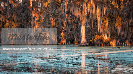 Lake Martin, Breaux Bridge, Atchafalaya Basin, Southern United States, USA; North America