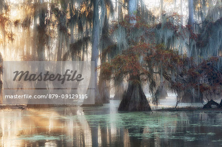 Bald cypresses (Taxodium distichum); Lake Martin, Breaux Bridge, Atchafalaya Basin, Southern United States, USA; North America Bald cypresses (Taxodium distichum); Lake Martin, Breaux Bridge, Atchafalaya Basin, Southern United States, USA; North America