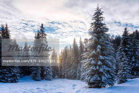 Snowcapped trees in Dolomites, Cortina d' Ampezzo, Belluno, Veneto, Italy