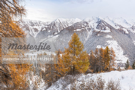 Snow covered woods during autumn, Val tartano, Valtellina, province of Sondrio, Lombardy, Italy