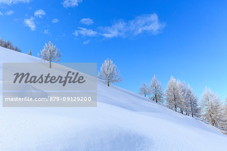 Snow capped trees on Monte Olano, Valgerola, Valtellina, province of Sondrio, Lombardy, Italy